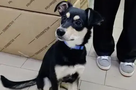 Найдена собака, Тамбов, фото: Найдена собака, женский пол, улица Агапкина, 17, городской округ Тамбов - синий ошейник