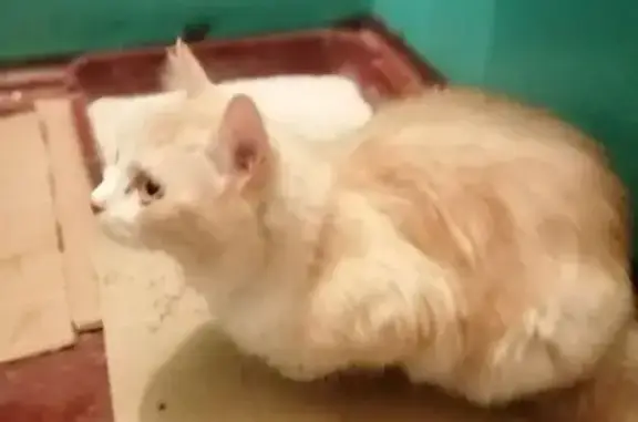 Найдена кошка, Орёл, фото: Найдена кошка, улица Машкарина, городской округ Орёл - персикового цвета с коротким хвостом