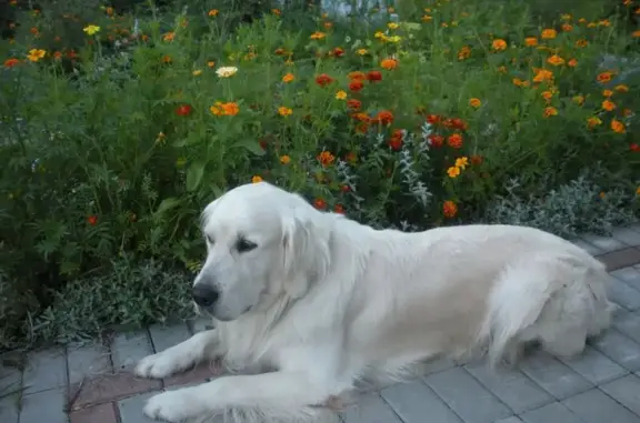 Пропал собака, Подгорное, Калининградская область - светло-жёлтый окрас и больной правый глаз - photo