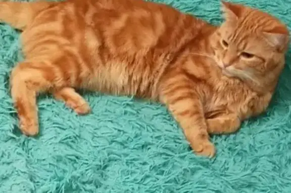 Пропал кот, городское поселение Грязи, Липецкая область - рыжего окраса - photo