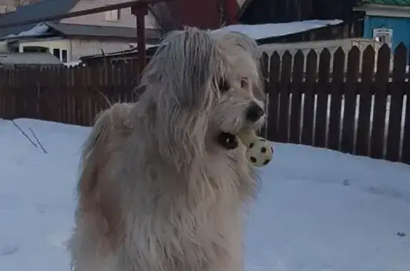 Потерянные животные Березники, фото: Пропал собака, улица 8 Марта, Березники - рыжий, лохматый