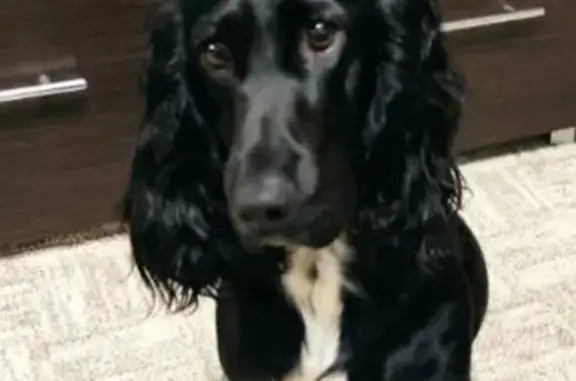 Пропала собака, улица Луначарского, Заволжье - девочка по кличке Летти - photo