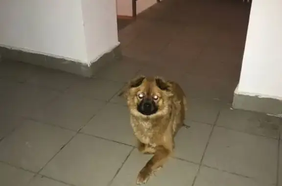 Найдена собака, Ставрополь, фото: Найдена собака, улица Серова, 472/1, Ставрополь - рыжая, дружелюбная