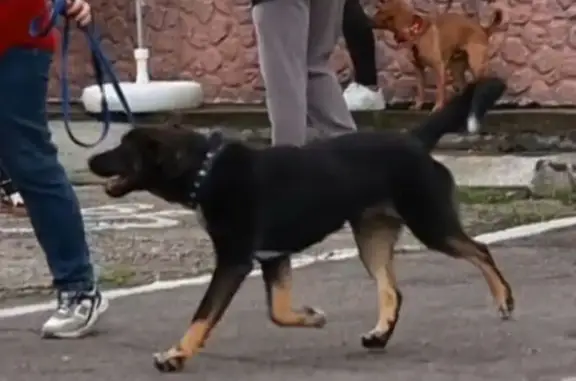 Собаки потеряшки, Багратионовск, фото: Потеряшка собака, Калининградская улица, 4, Побережье, Багратионовск - в ярком оранжевом ошейнике