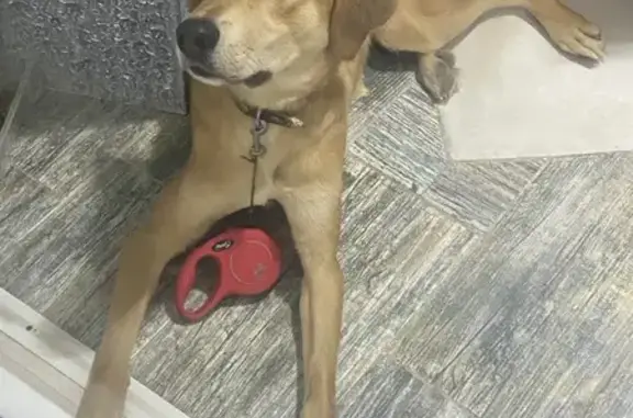 Найдена собака, Волжский, фото: Найдена собака, улица Гайдара, 8, Волжский