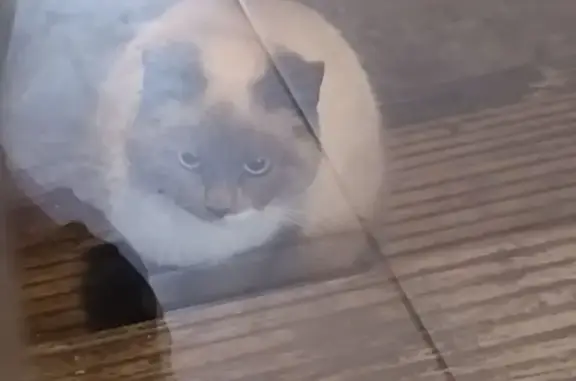 Найденные животные Батайск, фото: Найдена кошка, Крымская улица, 137В, Батайск - ухоженная, похожа на породистую