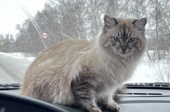 Кошки потеряшки, Новокуйбышевск, фото: Потеряшка кошка, Молодёжная улица, 16, Новокуйбышевск - пушистая с голубыми глазами