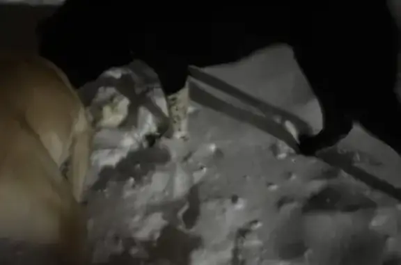 Найденные животные Саратов, фото: Найден собака, улица Шехурдина, 28, Саратов - черный алабай