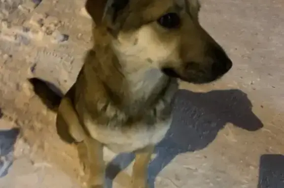 Найдена собака, Тамбов, фото: Найдена собака, девочка, Свободная улица, городской округ Тамбов