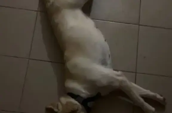 Найденные животные Чебоксары, фото: Найдена собака, улица Афанасьева, 14, Чебоксары - чистая и ухоженная