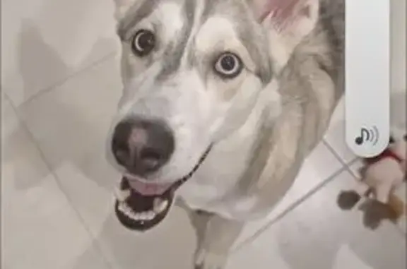 Найдена собака, Якутск, фото: Найдена собака, Якутск, Республика Саха (Якутия) - маленькая девочка