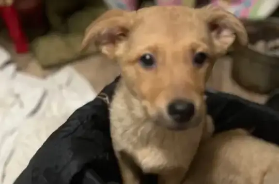 Найдена собака, Маркс, фото: Найдена собака, Колхозная улица, 166/1, Маркс - светло рыжая девочка