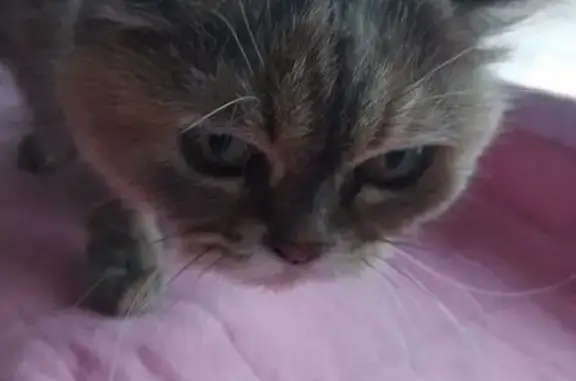 Найдена кошка, Рязань, фото: Найдена кошка, улица Октябрьский Городок, 10, Рязань