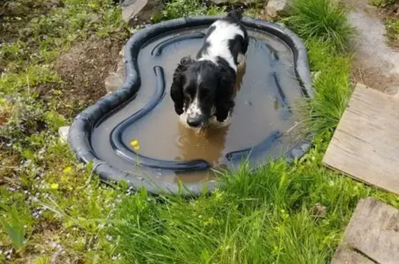 Пропал собака, улица Краеведа Соловьёва, 6 к6, Краснодар - русской спаниель, чёрно-белый - photo