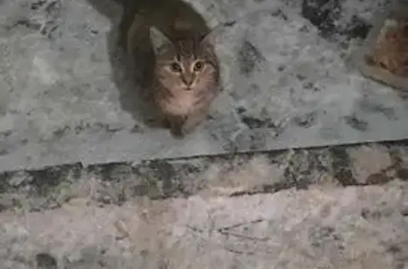 Найдена кошка, Нижний Новгород, фото: Найдена кошка, улица Мориса Тореза, 31, Нижний Новгород - серо-коричневая, контактная