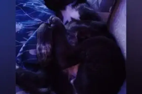 Пропала собака, улица Каширина, 45, Чебаркуль - чёрный окрас - photo