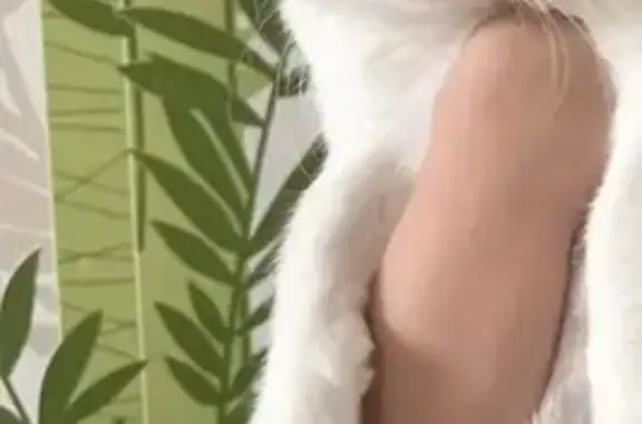 Пропал кот, улица Гайдаш, 171, Батайск - photo