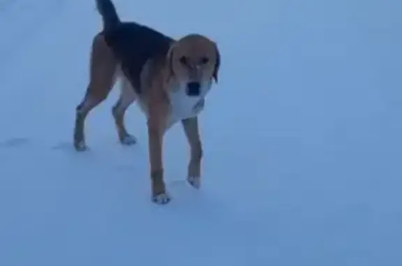 Пропал собака, Самылово - photo