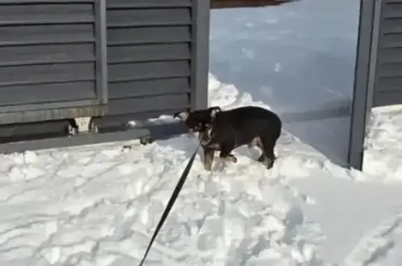 Пропал собака, улица Горпищенко, 11, Новороссийск - черно-коричневый окрас, хвост купирован - photo