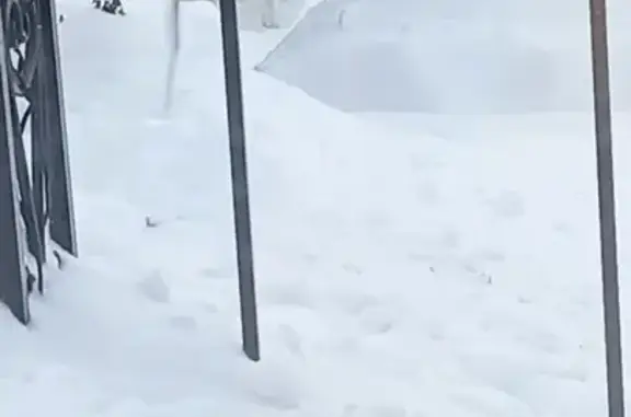 Найденные животные Льгово, фото: Найдена собака, мужской, Школьная улица, Льгово - зелёный ошейник