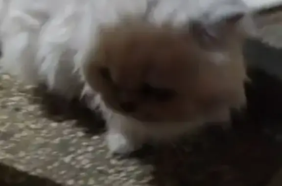 Найдена кошка, Москва, фото: Найдена кошка, Ленинградский проспект (дублёр), 2, Москва - белый пушистый, ласковый