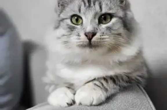 Пропала кошка, Братеевская улица, Москва - полосатый окрас - photo