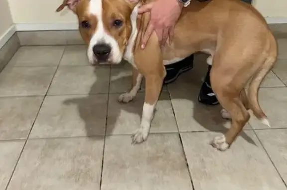 Найдена собака, Кемерово, фото: Найден собака, Притомский проспект, Кемерово - рыжий с белой шеей, американский стаффордширский терьер