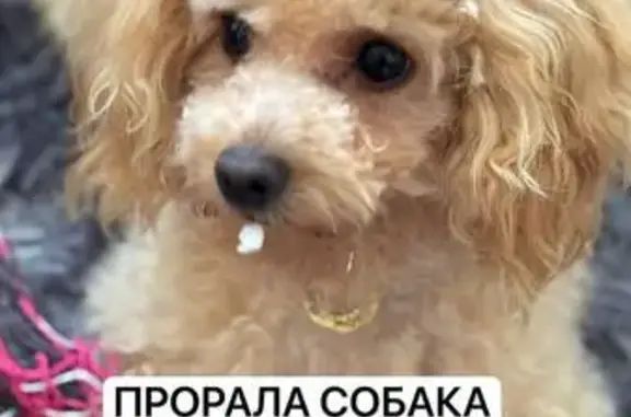 Пропала собака, улица Карла Маркса, 164, Карла Маркса - рыжая девочка мальтипу с чипом - photo