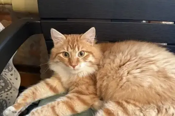 Пропал кот, улица Льва Толстого, 45, Ярославль - пушистый и ласковый - photo