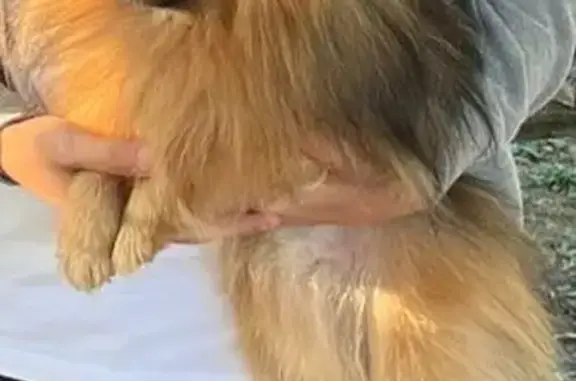 Собаки потеряшки, Липецк, фото: Потеряшка собака, улица Шкатова, 4, Липецк - пропал вечером