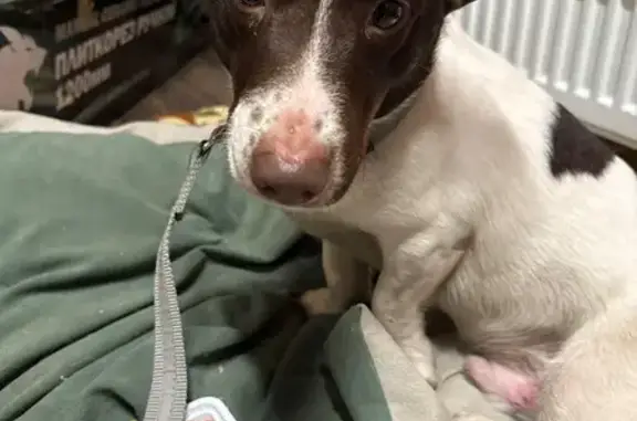 Найдена собака, Горбунковское, фото: Найден собака, Горбунковское сельское поселение, Ленинградская область - возможно смешан с Джек Рассел