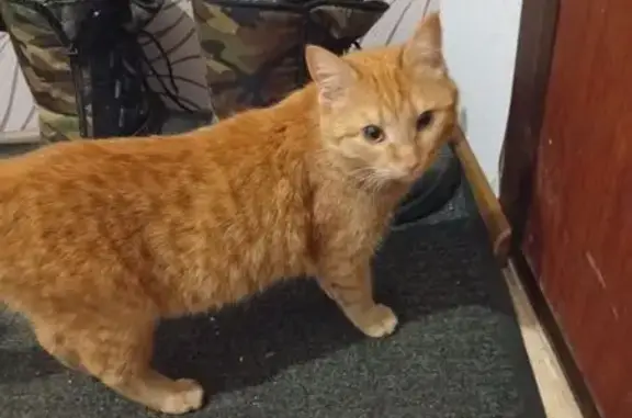 Пропала кошка, улица 50 лет Октября, 55, Семёнов - рыжая с чёрным ошейником - photo