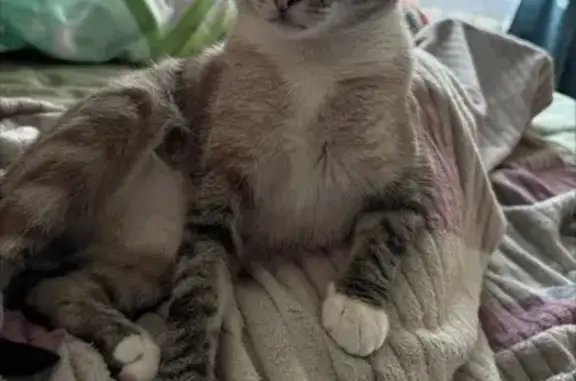 Пропал кот, улица Чайковского, 7, Гусь-Хрустальный - photo