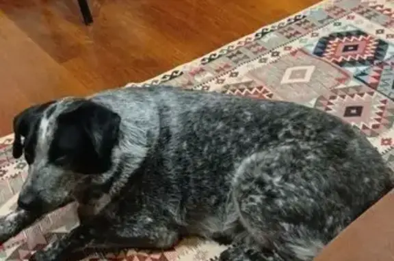 Пропала собака, женский пол, улица Олега Кошевого, Ульяновск - photo