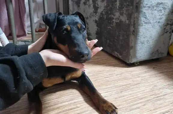 Найденные животные Воронеж, фото: Найдена собака, мужской, улица Врубеля, 44, Воронеж - черный с рыжим, короткий хвост