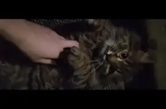 Найденные животные Тула, фото: Найден кот, улица Ползунова, 15, Тула - сибирская, полосатая, до 5 месяцев