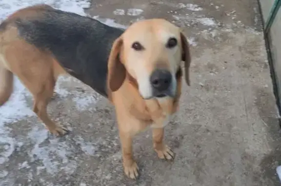 Найдена собака, Незлобная, фото: Найдена собака, улица Революции, Незлобная - очень ласковая