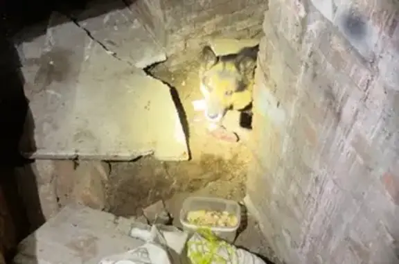 Найденные животные Воронеж, фото: Найдена собака, Воронеж, Воронежская область - овчарка в заброшенном гараже