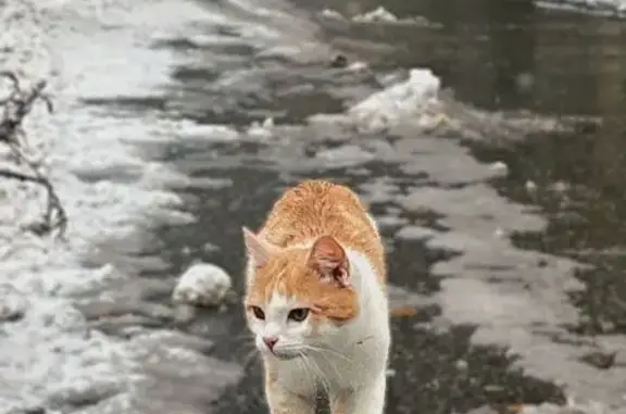 Пропал кот, улица Радистов, 7А, Нижний Новгород - рыже-белый окрас, надорванное ухо - photo