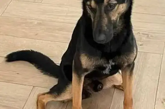 Собаки потеряшки, Кокошкино, фото: Потеряшка собака, Кокошкино, Москва - чёрно-коричневый метис Малинуа