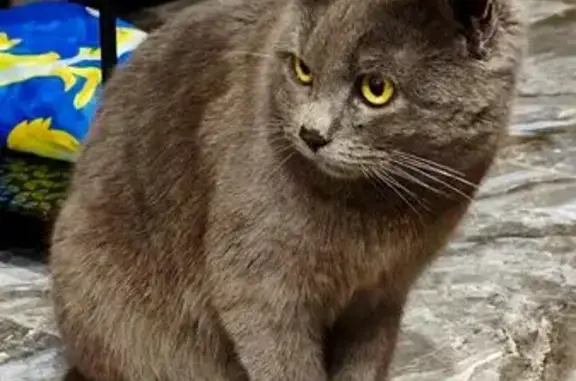 Найдена кошка, Таганрог, фото: Найден кот, улица Чайковского, 1, городской округ Таганрог - ухоженный и не агрессивный