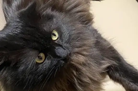 Кошки потеряшки, Воронеж, фото: Потеряшка кот, Брянская улица, 40, Воронеж - добрый, любит играть