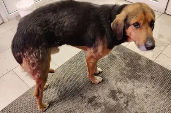 Найдена собака, Волгоград, фото: Найден собака, улица 40 лет ВЛКСМ, 21, Волгоград - след от ошейника