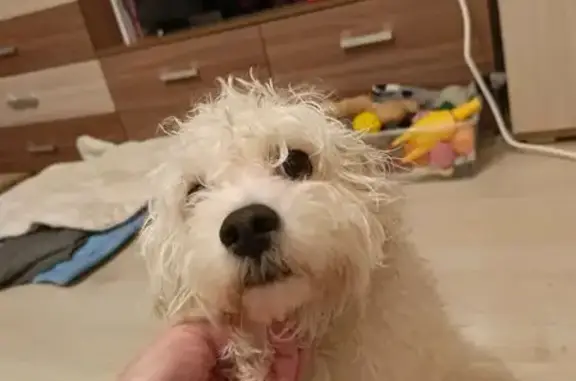 Найдена собака, Калининград, фото: Найден собака, Машиностроительная улица, Калининград - привязан к дереву, в комбинезе