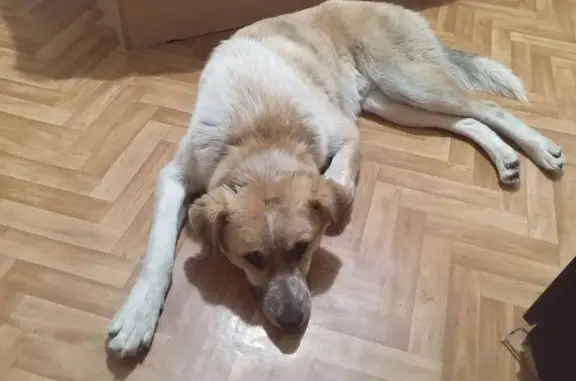 Найденные животные Тула, фото: Найдена собака, улица Белкина, 4, Тула - молодой кобель с ошейником