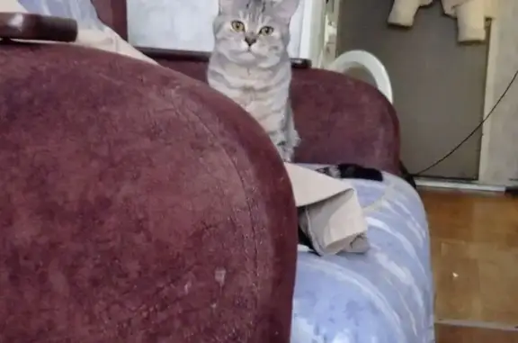 Пропал кот, бульвар Строителей, 46, Кемерово - серебристый окрас с полосками - photo