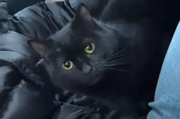 Найдена кошка, Октябрьский, фото: Найден кот, улица Губкина, 34, Октябрьский