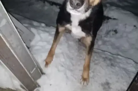 Найдена собака, Яблоневка, фото: Найдена собака, женский пол, Ручейная улица, 2, Яблоневка - ласковая с белой грудкой