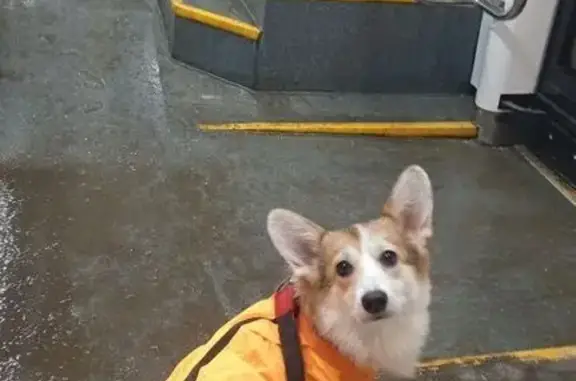 Собаки потеряшки, Москва, фото: Потеряшка собака, метро «Тульская», Москва - щенок корги в оранжевом комбинезоне