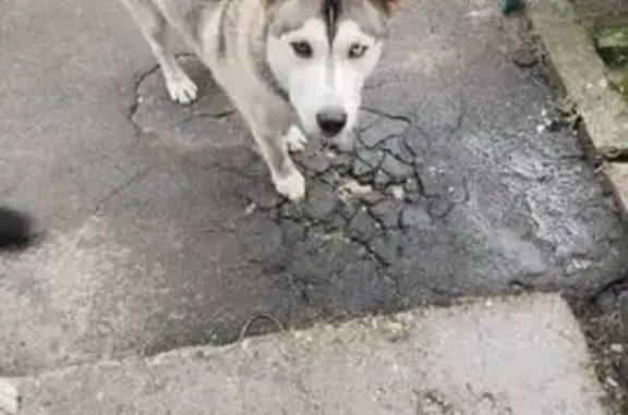 Пропал собака, мужской, Лесная улица, Москва - черно-белый хаски - photo